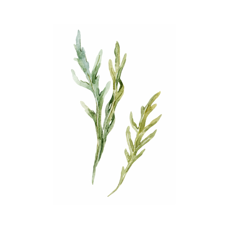 Beautiful image with watercolor green arugula herbsのイラスト素材