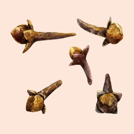 Beautiful vector image with watercolor hand drawn clovesのイラスト素材