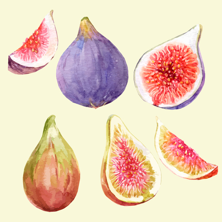 Beautiful vector image with watercolor hand drawn figsのイラスト素材