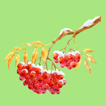 Beautiful image with watercolor hand drawn branch of rowanのイラスト素材
