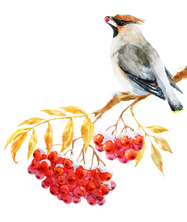 Beautiful image with nice watercolor waxwing bird and ashberryの写真素材