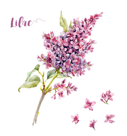 Watercolor lilac flowerの写真素材