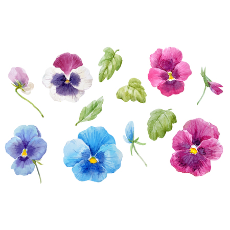 Beautiful vector set with watercolor hand drawn pansy flowers on transparent backgroundのイラスト素材