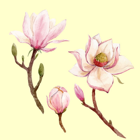 Watercolor magnolia floral vector compositionのイラスト素材