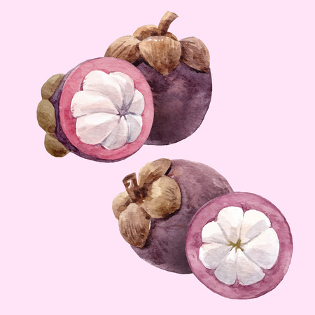 Watercolor mangosteen fruit vector setのイラスト素材