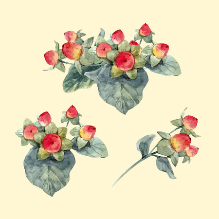 Watercolor hypericum vector berriesのイラスト素材