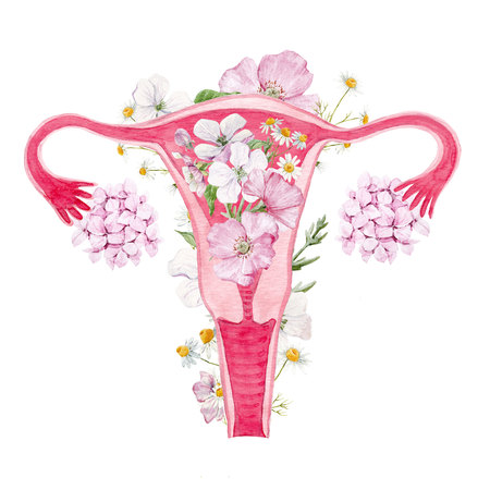 Woman uterus with flowers illustrationの写真素材