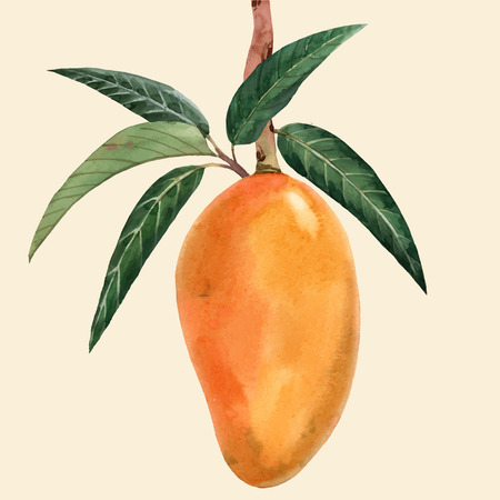 Watercolor mango fruit vector illustrationのイラスト素材