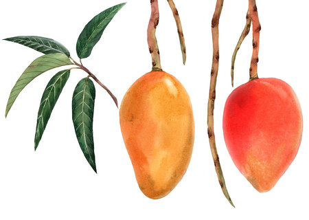 Watercolor mango tropical fruit illustrationの写真素材