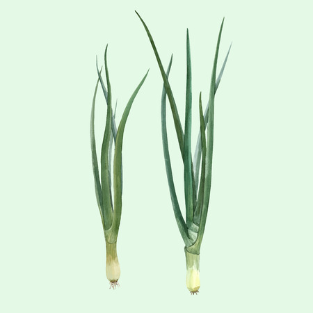 Beautiful vector hand drawn illustration with watercolor green onionのイラスト素材