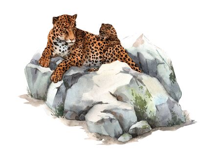 Watercolor jaguar illustrationの写真素材