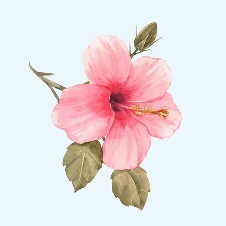 Beautiful vector watercolor illustration with tropical hibiscus flowerのイラスト素材