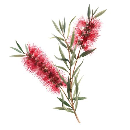 Beautiful illustration with hand drawn isolated watercolor australian callistemon red bottlebrush flowersの写真素材