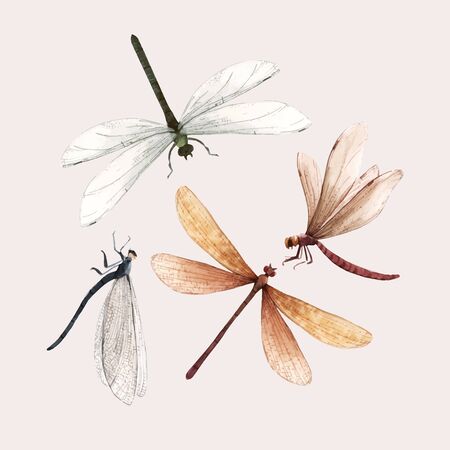 Watercolor vector summer dragonfly insect colourful illustrations setのイラスト素材