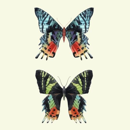 Beautiful vector watercolor summer colourful butterfly set. Hand drawn clip art. Beauty of nature. Transparent background. Isolated objects,のイラスト素材