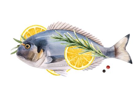 Beautiful stock illustration with watercolor hand drawn dorado fish.の写真素材