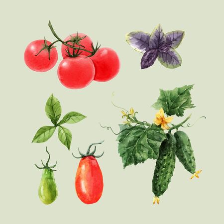 Beautiful vector set with watercolor hand drawn tomato and cucumber paintings. Stock illustration.のイラスト素材