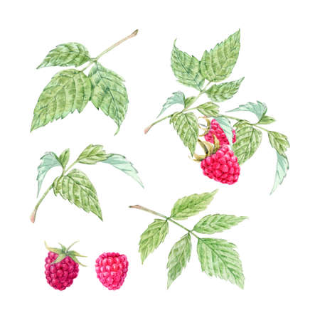 Beautiful set with watercolor raspberry and leaves painting. Stock illustration.の写真素材