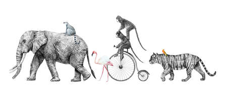 Beautiful stock composition pencil illustration of safari elephant tiger monkey animals.の写真素材