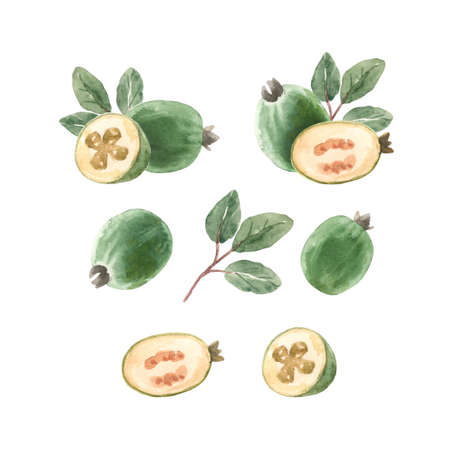 Beautiful set with watercolor hand drawn feijoa fruit. Stock illustration.の写真素材