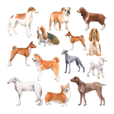 Beautiful set with cute watercolor hand drawn dog breeds Cocker spaniel Greyhound Hound Basenji and Russian Greyhound Whippet . Stock illustration.の写真素材