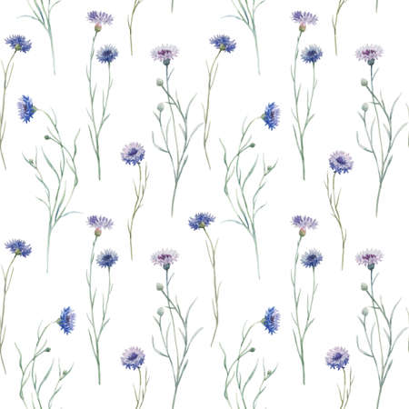 Beautiful seamless floral pattern with hand drawn watercolor gentle wild field flowers cornflower. Stock illuistration.の写真素材