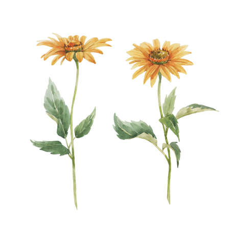 Beautiful floral set with hand drawn watercolor sunflowers. Stock illuistration.の写真素材