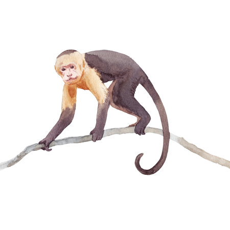 Beautiful animal composition with hand drawn watercolor jungle monkey on the branch. Stock illustration. Clip art.の写真素材