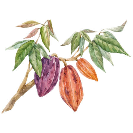 Beautiful tropical image with hand drawn watercolor cocoa fruits and leaves. Stock illustration.の写真素材
