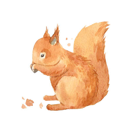 Beautiful image with watercolor hand drawn cute squirrel eating nut. Stock illustration.の写真素材