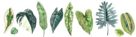 Beautiful set with watercolor hand drawn tropical plant leaves. Stock clip art illustration.の写真素材