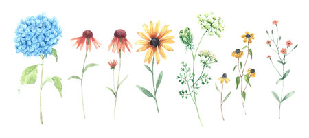 Beautiful floral set with watercolor hand drawn hydrangea echinacea and other field flowers. Stock illustration.の写真素材
