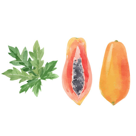 Beautiful vector stock clip art illustration with hand drawn watercolor tasty papaya fruit. Healthy vegan food.のイラスト素材