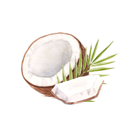 Beautiful composition with hand drawn watercolor coconuts. Stock illustration.の写真素材
