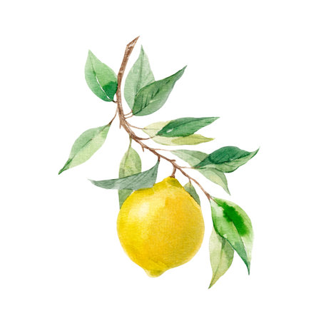 Beautiful image with hand drawn watercolor yellow lemons and leaves. Stock clip art illustration.の写真素材