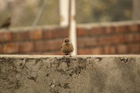 Brown house sparrow on a wall