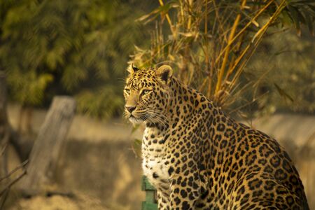Beautiful leopard background wallpaper with blurred back
