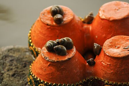 Snails on floating lamps at river
