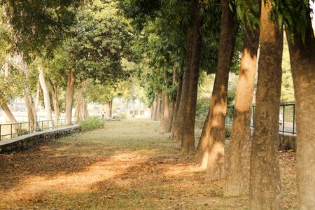 Tree in a line at park in indiaの写真素材