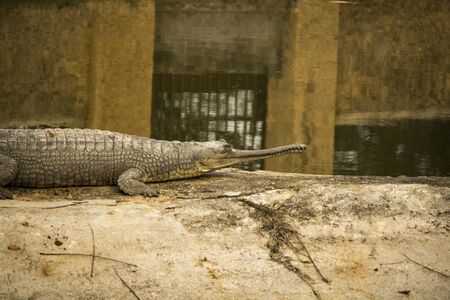 Indian gharial Gavialis gangeticusの写真素材