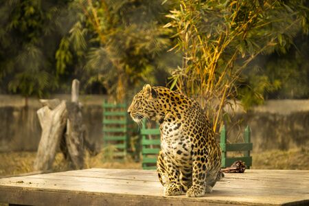 Leopard sitting on a wooden platform after mealの写真素材