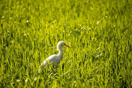White egret in Green wheat fieldの写真素材