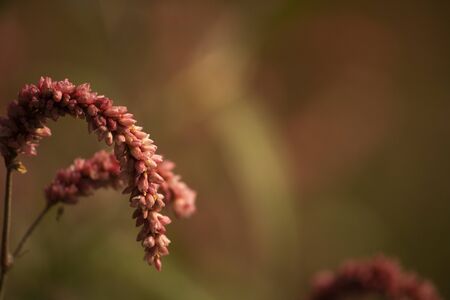 Beautiful pink barley flower wallpaper background with a space for textの写真素材