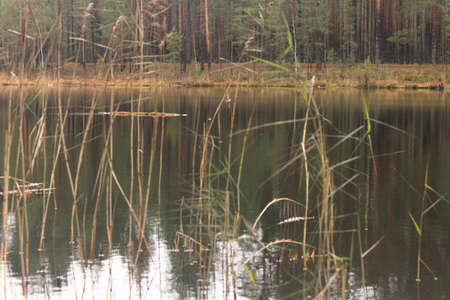 forest Lakeの写真素材