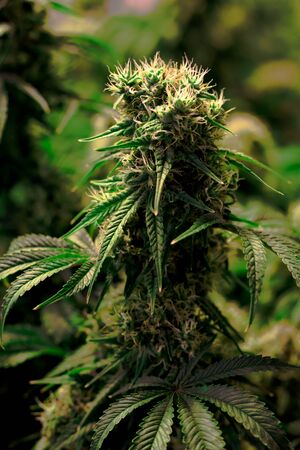 Mature indoor medical recreational marijuana cannabis industry plant with large developed cola...