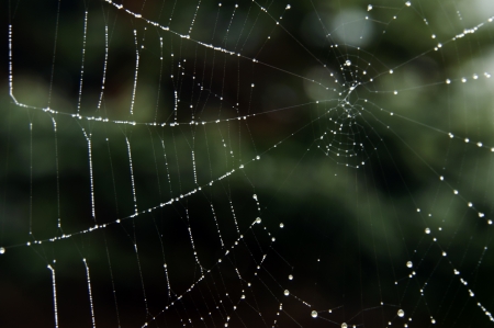 morning dew caught on spider web