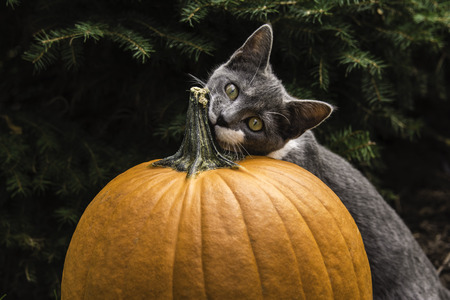 young grey and white cat resting head on pumpkinの写真素材