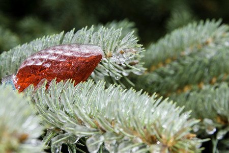 red christmas light in pine tree covered in iceの写真素材