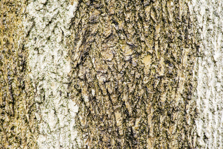 isolated ash tree trunk bark