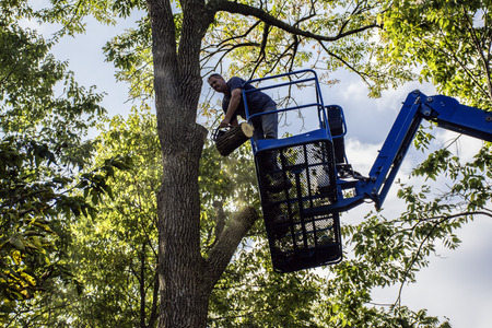 man on aerial lift cutting tree with chainsaw